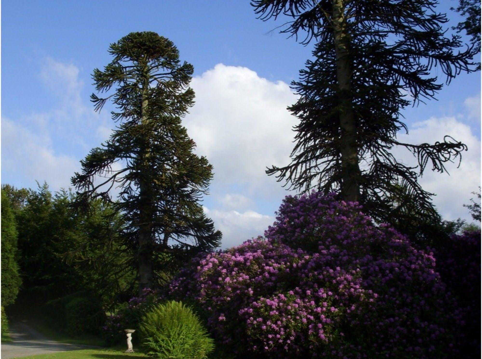 Moorlands Parracombe Exterior foto